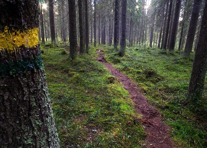 Arctic Giant Paltamo